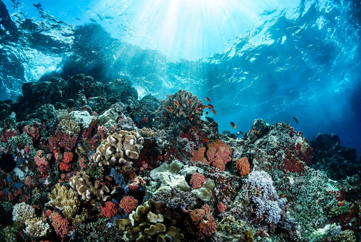 A Beginner's Guide to Choosing Reef-Safe Sunscreen