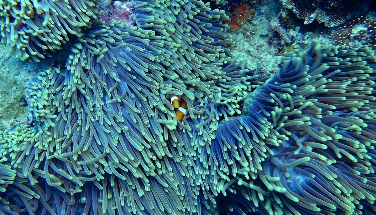 How to Identify Coral Bleaching: A Visual Guide for Divers