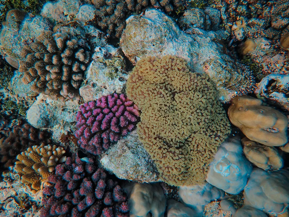 What Causes Coral Bleaching? The Science Behind Rising Sea Temperatures